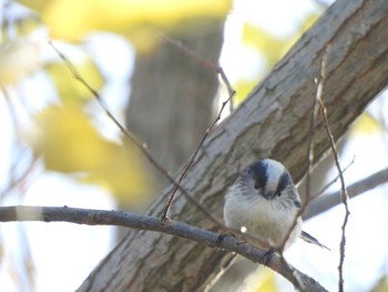 Sat, 12/9/2023 Birding report at 芝川第一調節池(芝川貯水池)