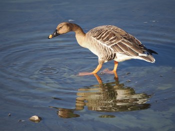 2023年12月9日(土) 境川遊水池の野鳥観察記録