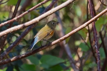 ルリビタキ ロクハ公園(滋賀県草津市) 2023年12月8日(金)