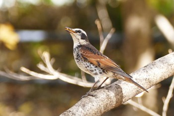 Dusky Thrush 東京都 Sat, 12/9/2023