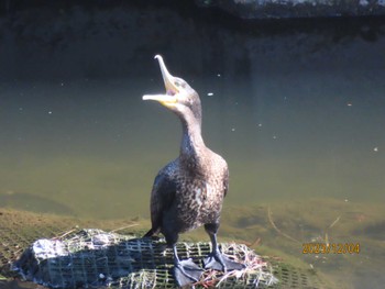 カワウ 境川 2023年12月4日(月)