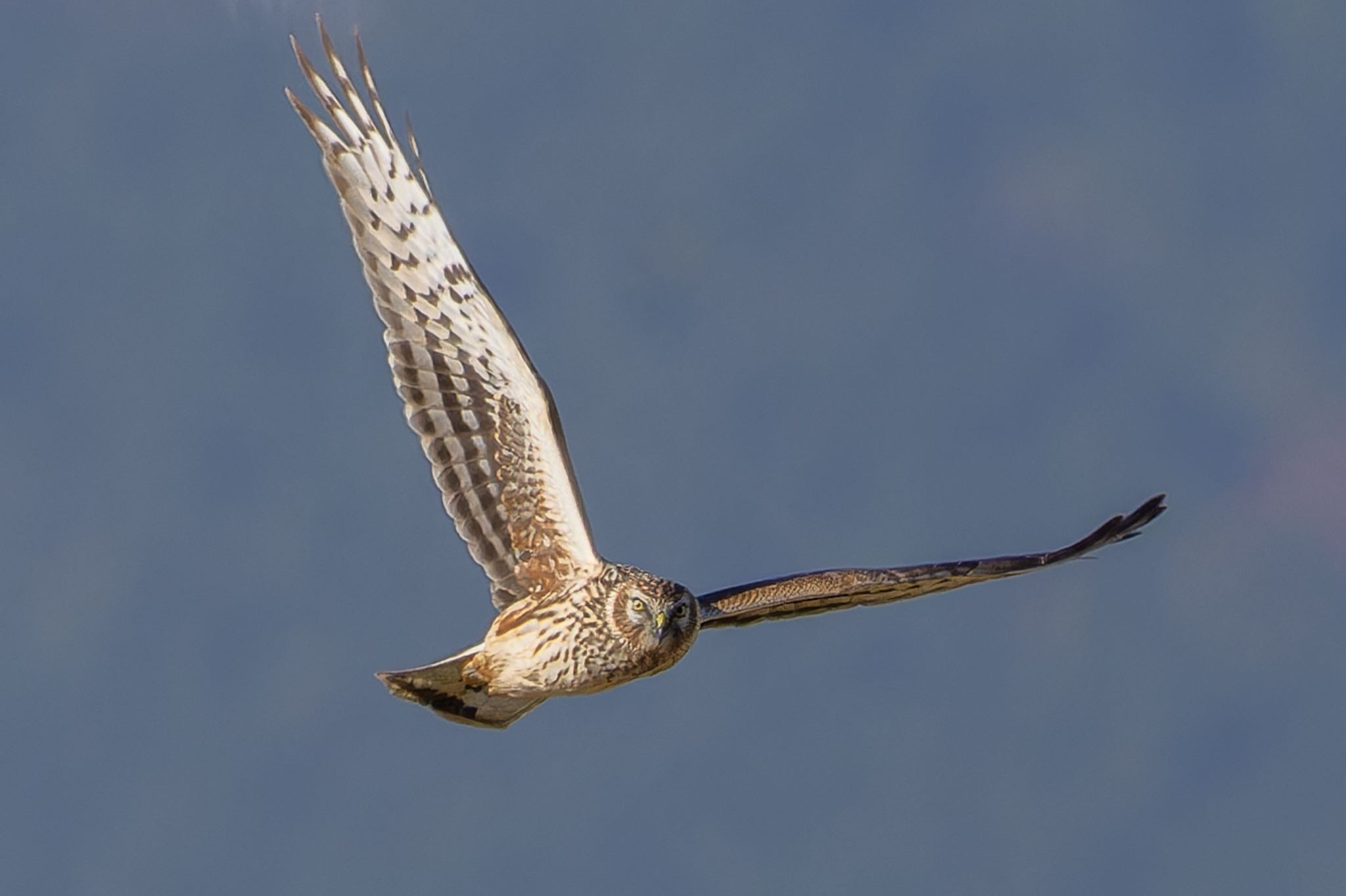 Photo of Hen Harrier at  by そいぎんた