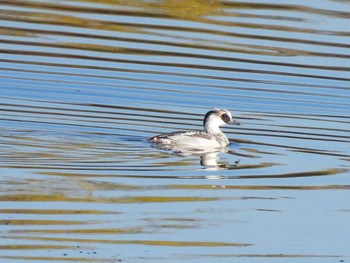 Sat, 12/9/2023 Birding report at 芝川第一調節池(芝川貯水池)