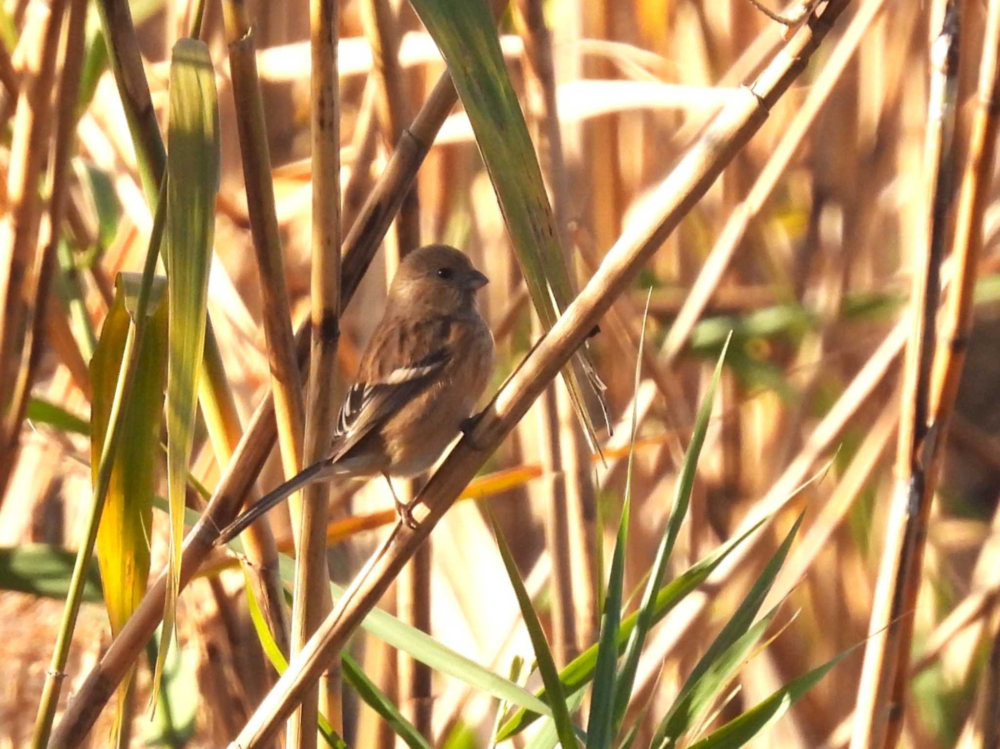 Siberian Long-tailed Rosefinch