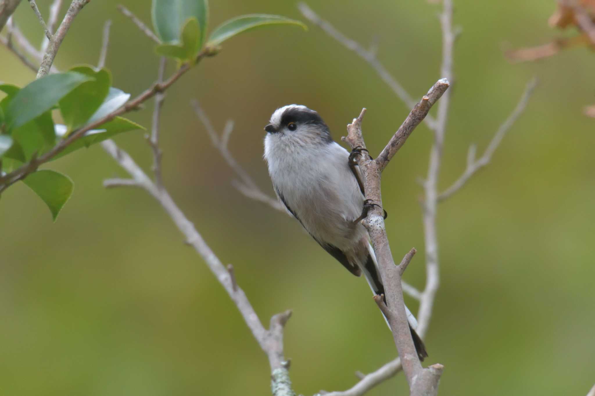 Photo of Long-tailed Tit at 滋賀県近江富士花緑公園 by masatsubo