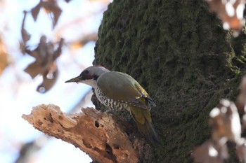 アオゲラ 黒川清流公園 2023年12月9日(土)