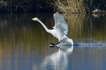 Whooper Swan 諌早湾干拓地 Fri, 12/8/2023