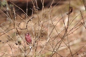 Siberian Long-tailed Rosefinch 乙女高原 Sat, 12/9/2023