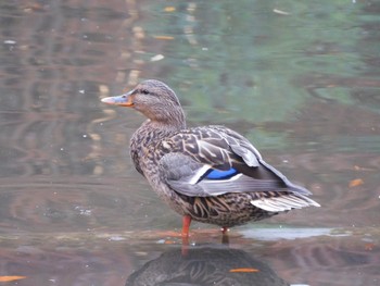 マガモ 香澄公園 2023年12月9日(土)