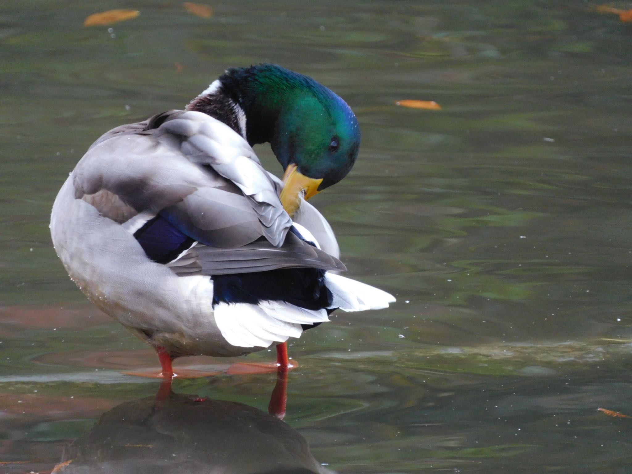 香澄公園 マガモの写真 by ucello