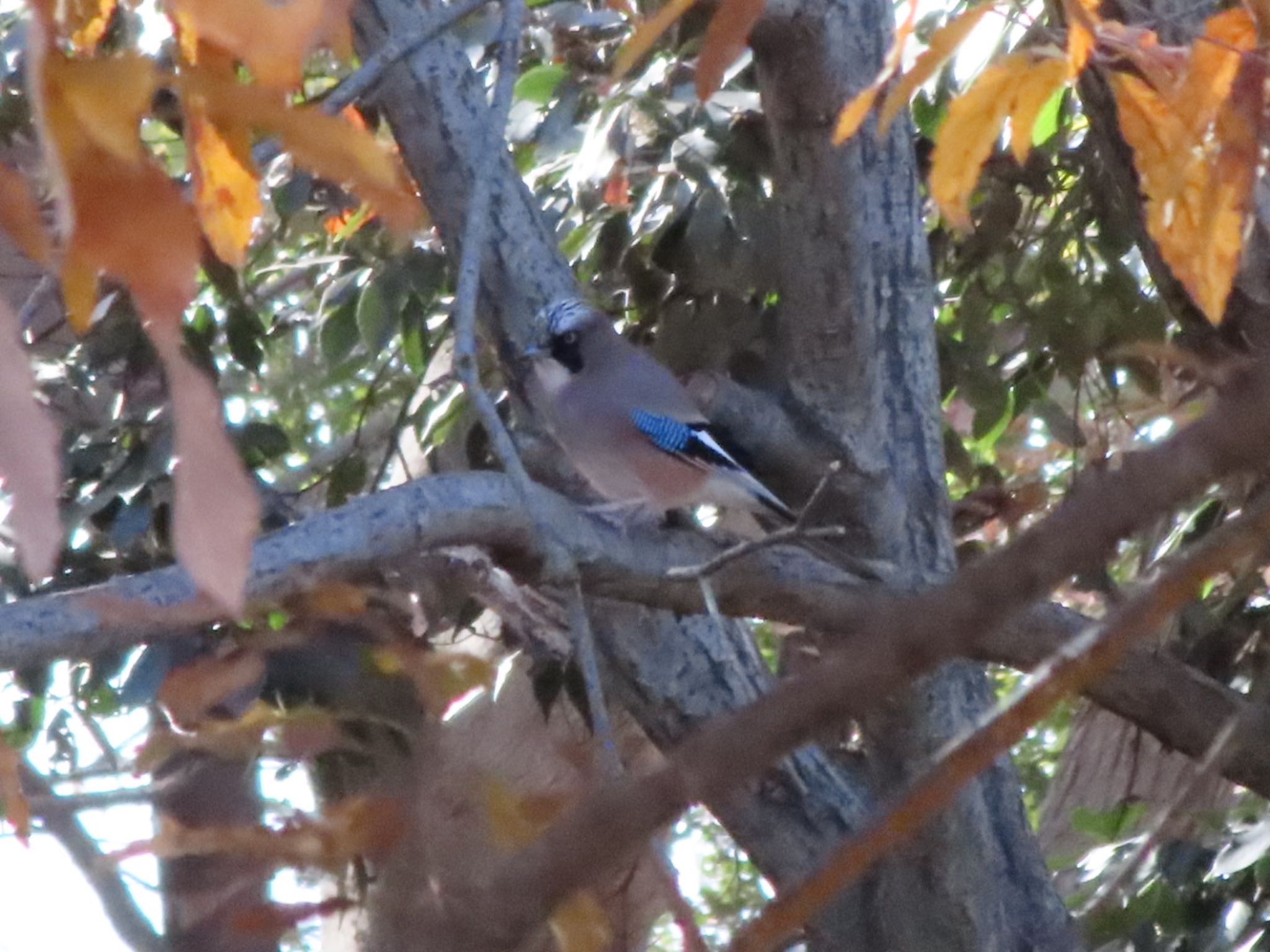 Photo of Eurasian Jay at ラブリバー親水公園うぬき by アカウント12456