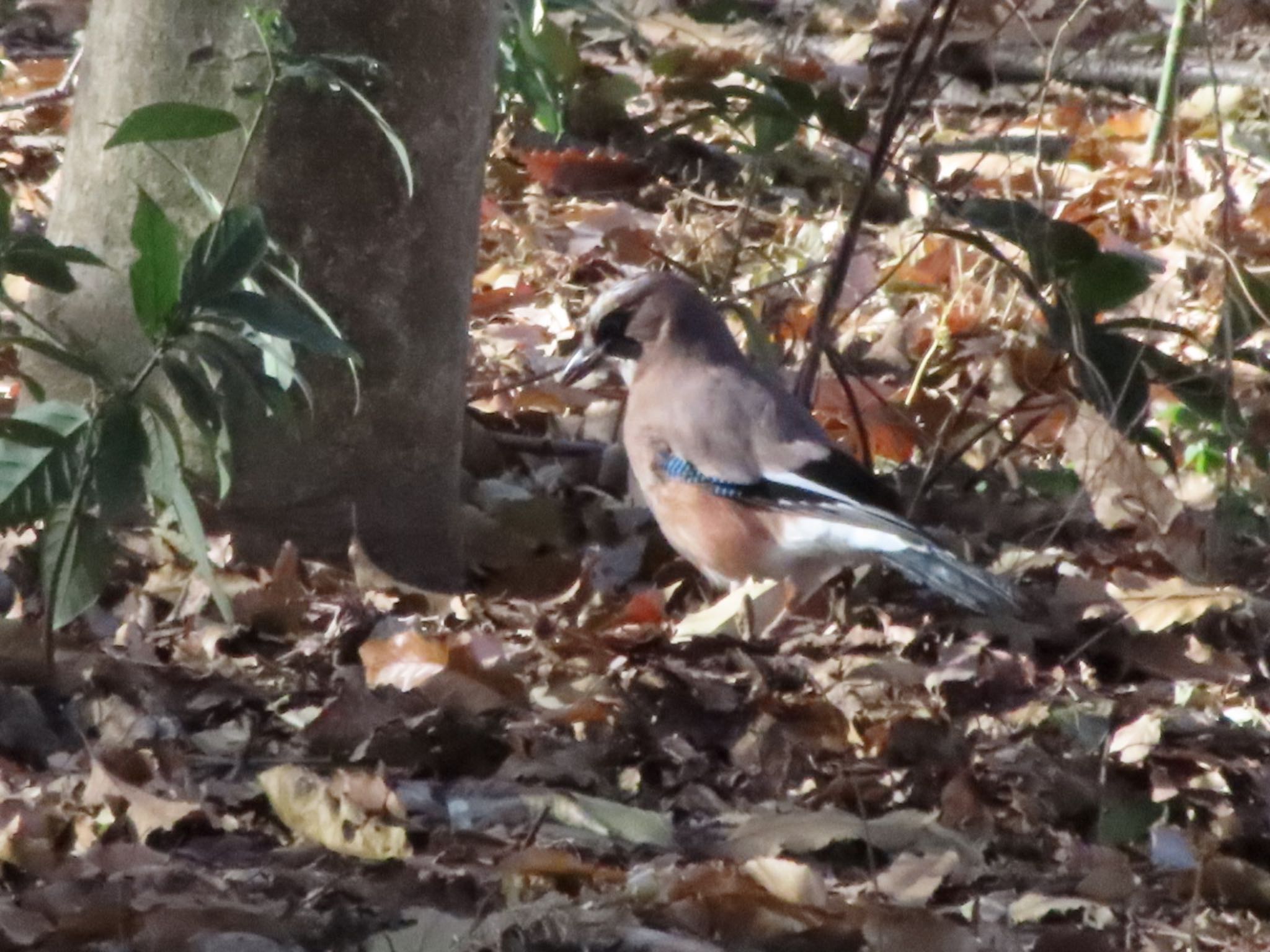 Photo of Eurasian Jay at ラブリバー親水公園うぬき by アカウント12456