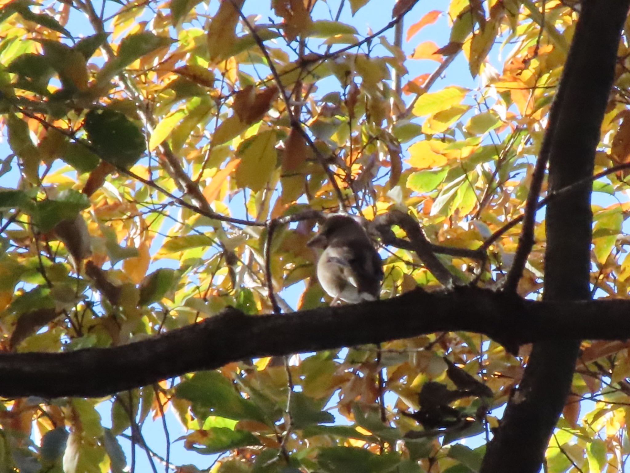 Photo of Hawfinch at ラブリバー親水公園うぬき by アカウント12456