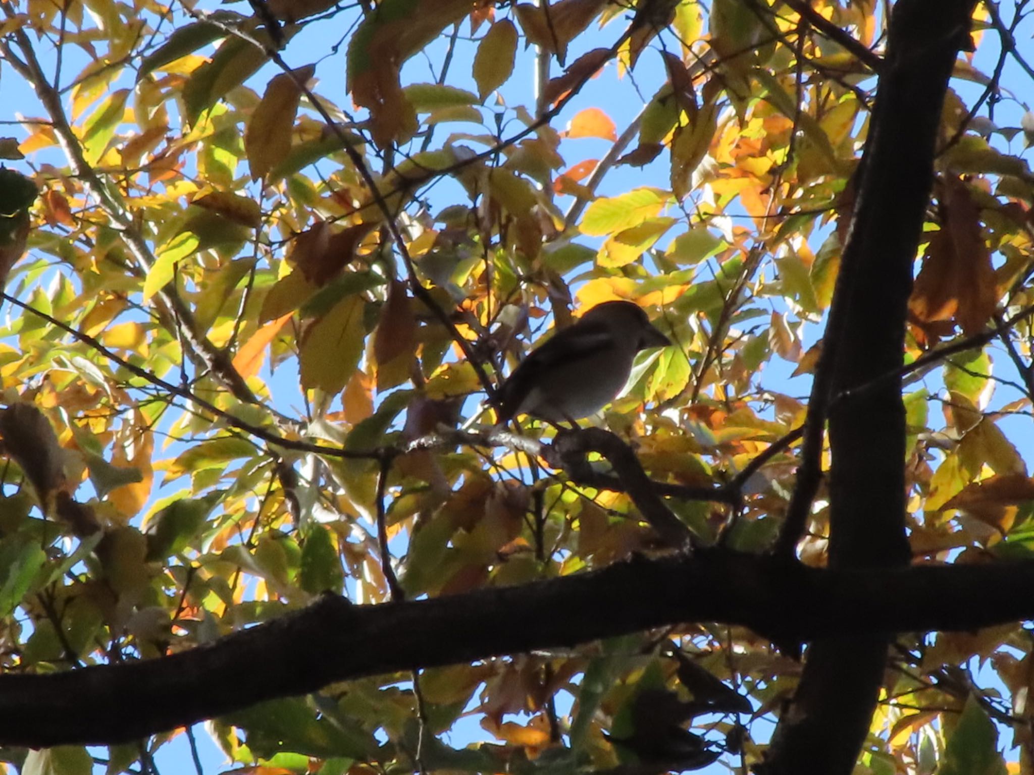 Photo of Hawfinch at ラブリバー親水公園うぬき by アカウント12456