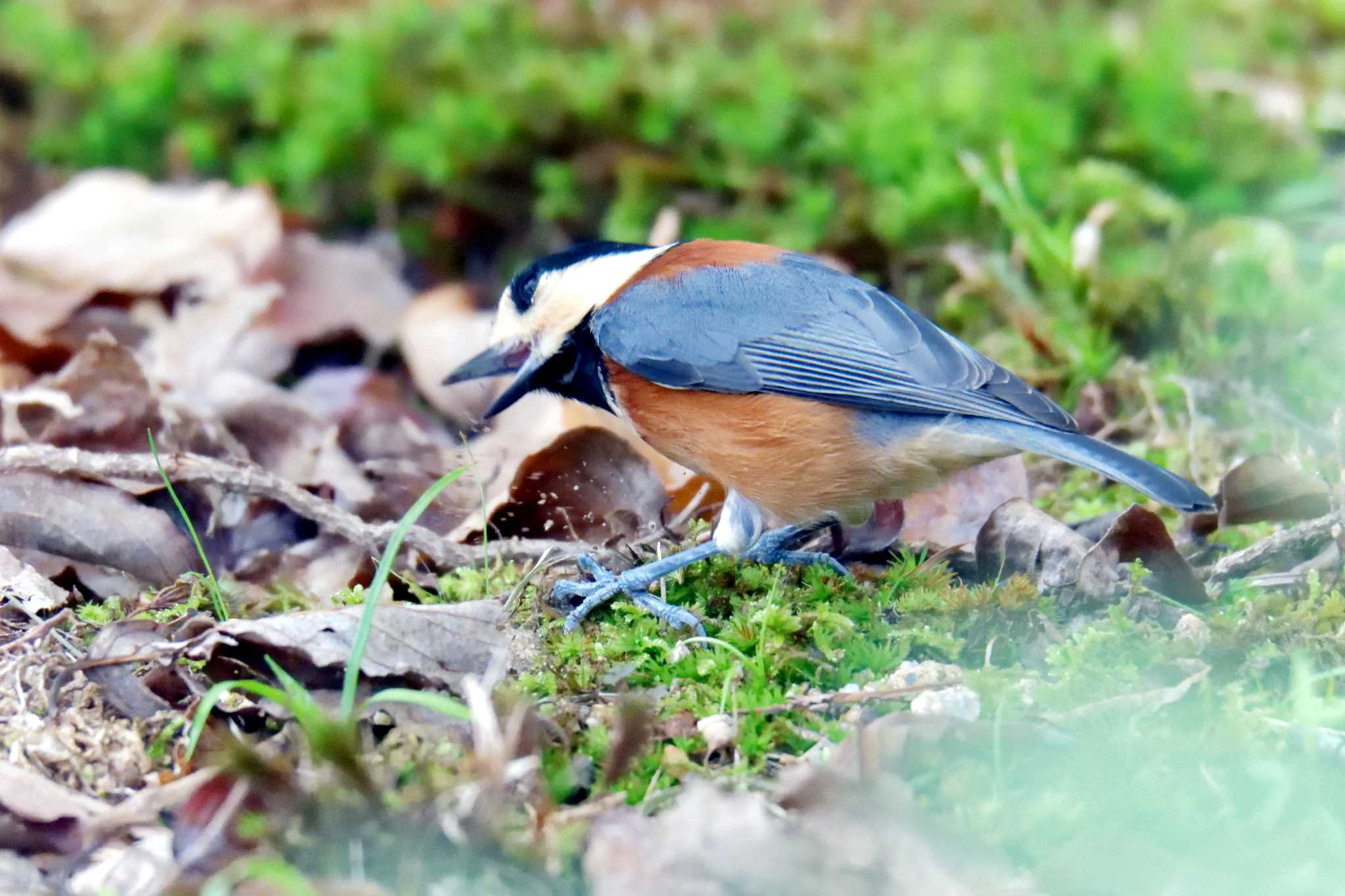 滋賀県近江富士花緑公園 ヤマガラの写真 by masatsubo