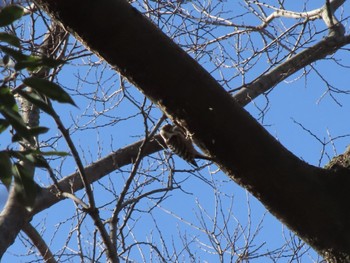 Japanese Pygmy Woodpecker ラブリバー親水公園うぬき Sat, 12/9/2023