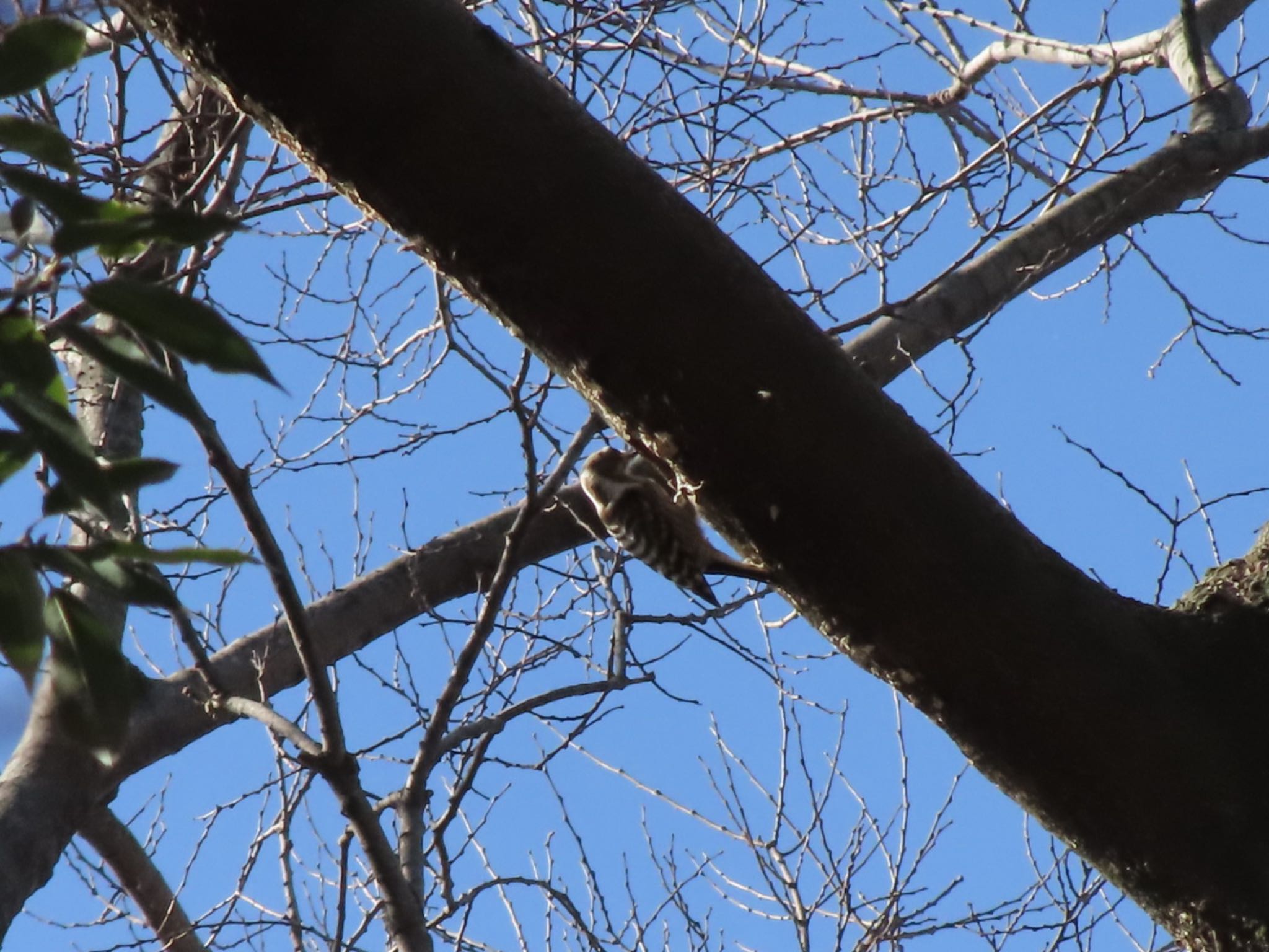 Japanese Pygmy Woodpecker