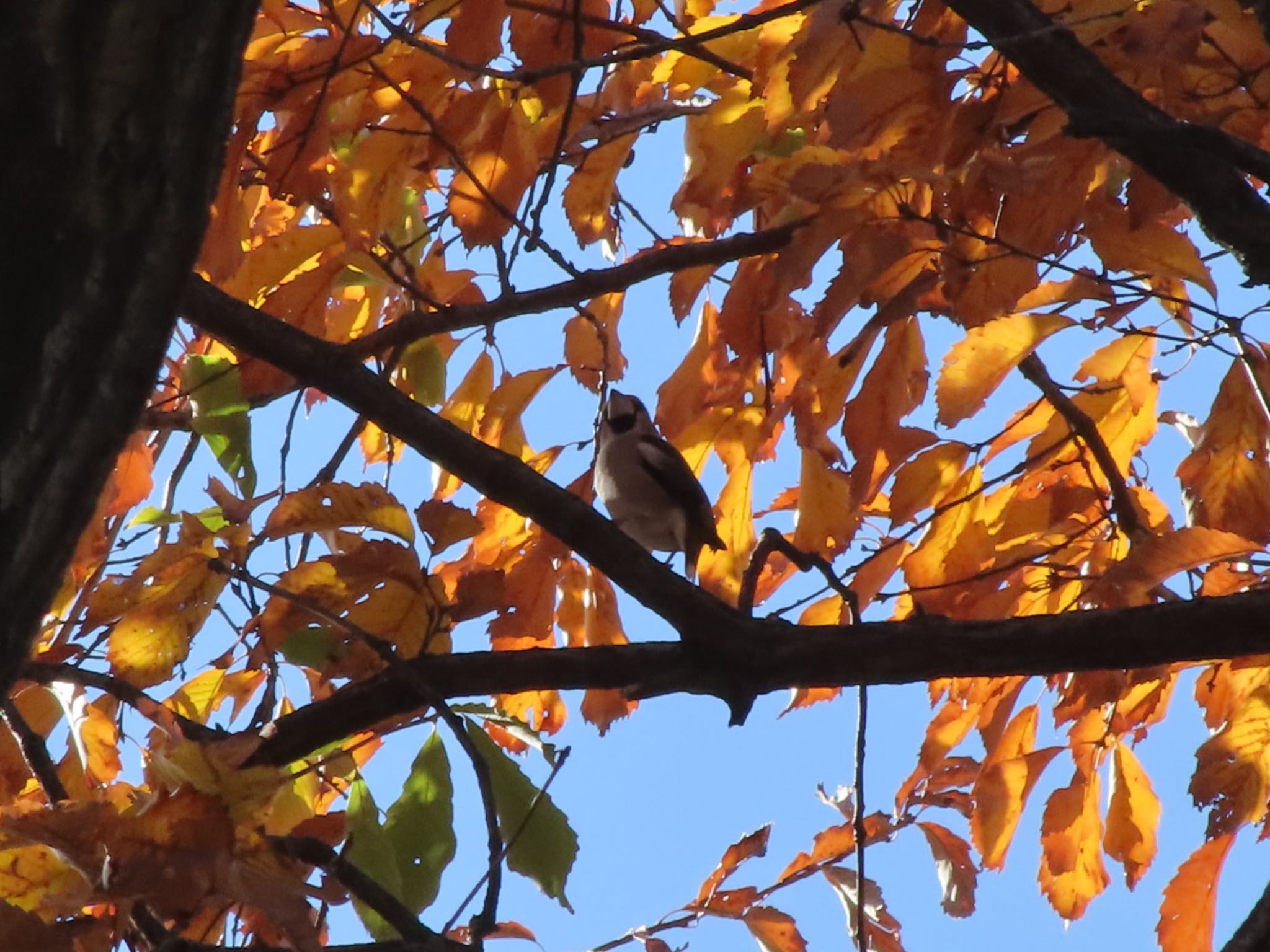 Photo of Hawfinch at ラブリバー親水公園うぬき by アカウント12456