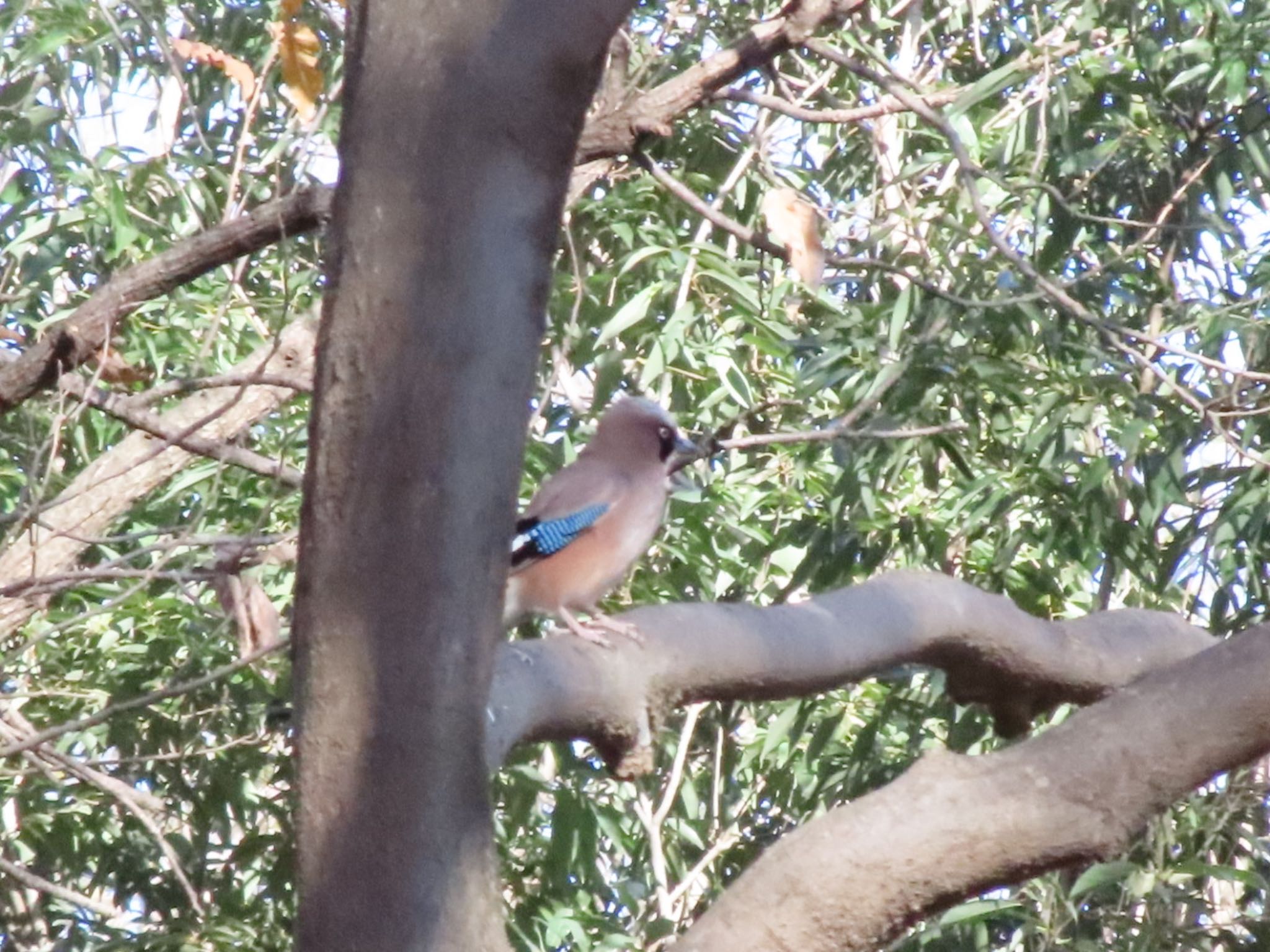 Photo of Eurasian Jay at ラブリバー親水公園うぬき by アカウント12456