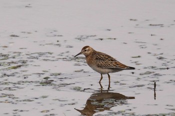 Sharp-tailed Sandpiper いしかり調整池(石狩調整池) Sat, 10/21/2023