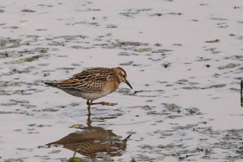 Sharp-tailed Sandpiper いしかり調整池(石狩調整池) Sat, 10/21/2023