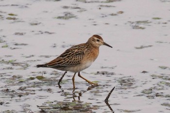 Sharp-tailed Sandpiper いしかり調整池(石狩調整池) Sat, 10/21/2023