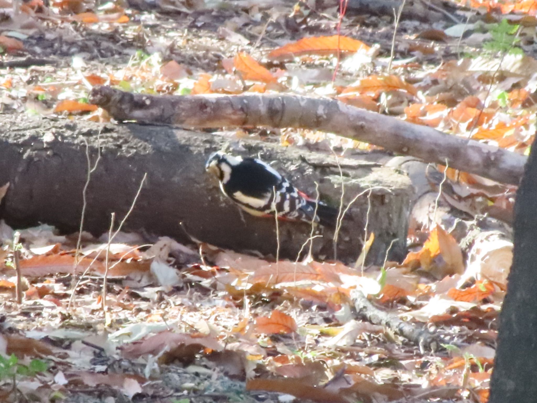 Great Spotted Woodpecker