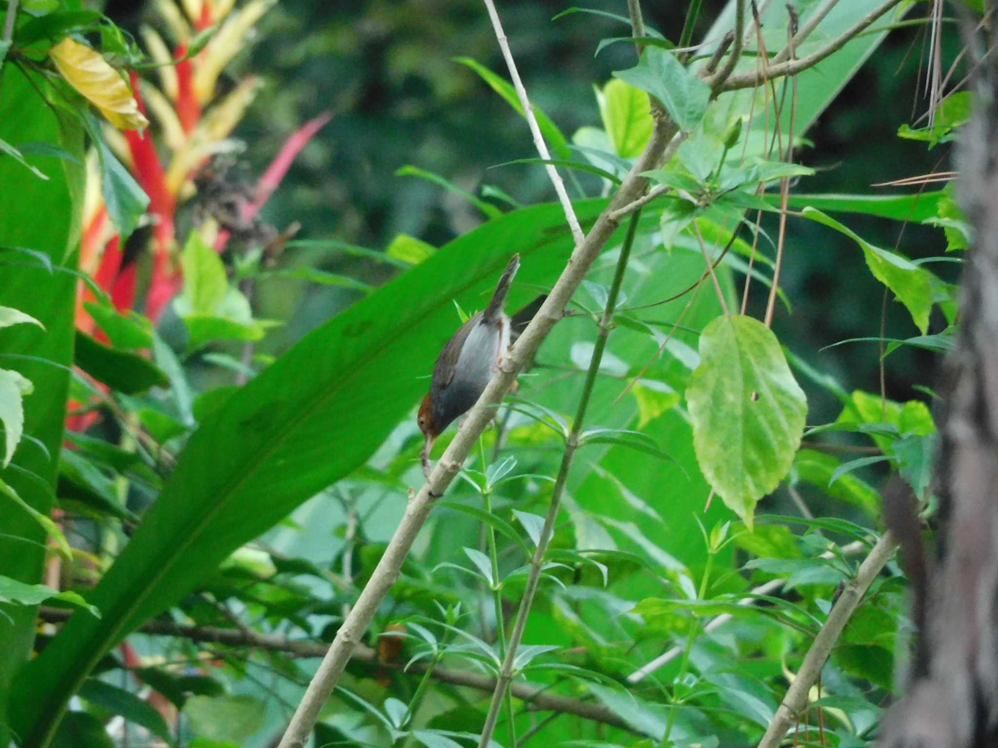 Photo of Ashy Tailorbird at Saigon Zoo and Botanical Gardens by mkmole