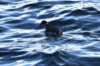 Black-necked Grebe Yamanakako Lake Sat, 11/18/2023