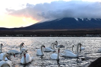 Mute Swan Yamanakako Lake Sat, 11/18/2023