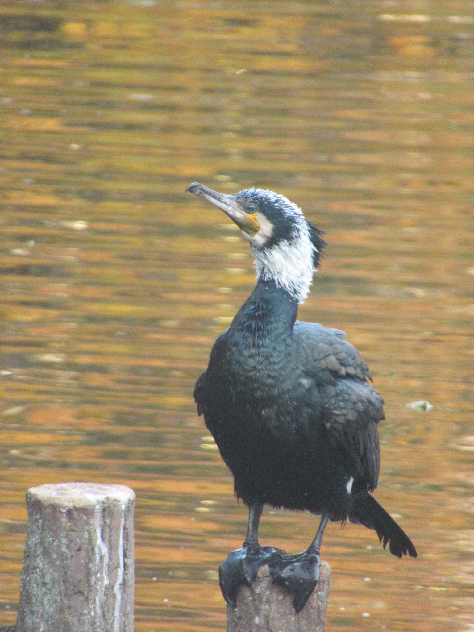 カワウ