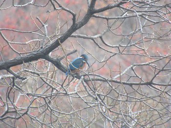 カワセミ 徳生公園 2023年12月9日(土)