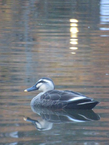 Eastern Spot-billed Duck 徳生公園 Sat, 12/9/2023