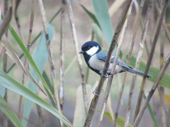 Japanese Tit 徳生公園 Sat, 12/9/2023