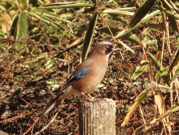 Sat, 12/9/2023 Birding report at Senjogahara Marshland