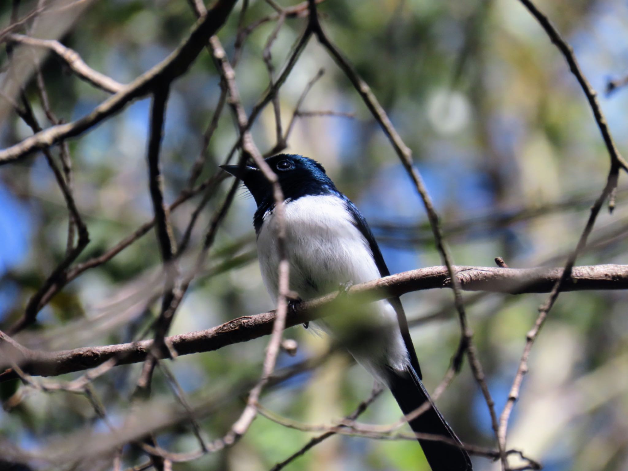 Thredbo, Kosciuzsko National Park, NSW, Australia ビロードヒラハシの写真 by Maki