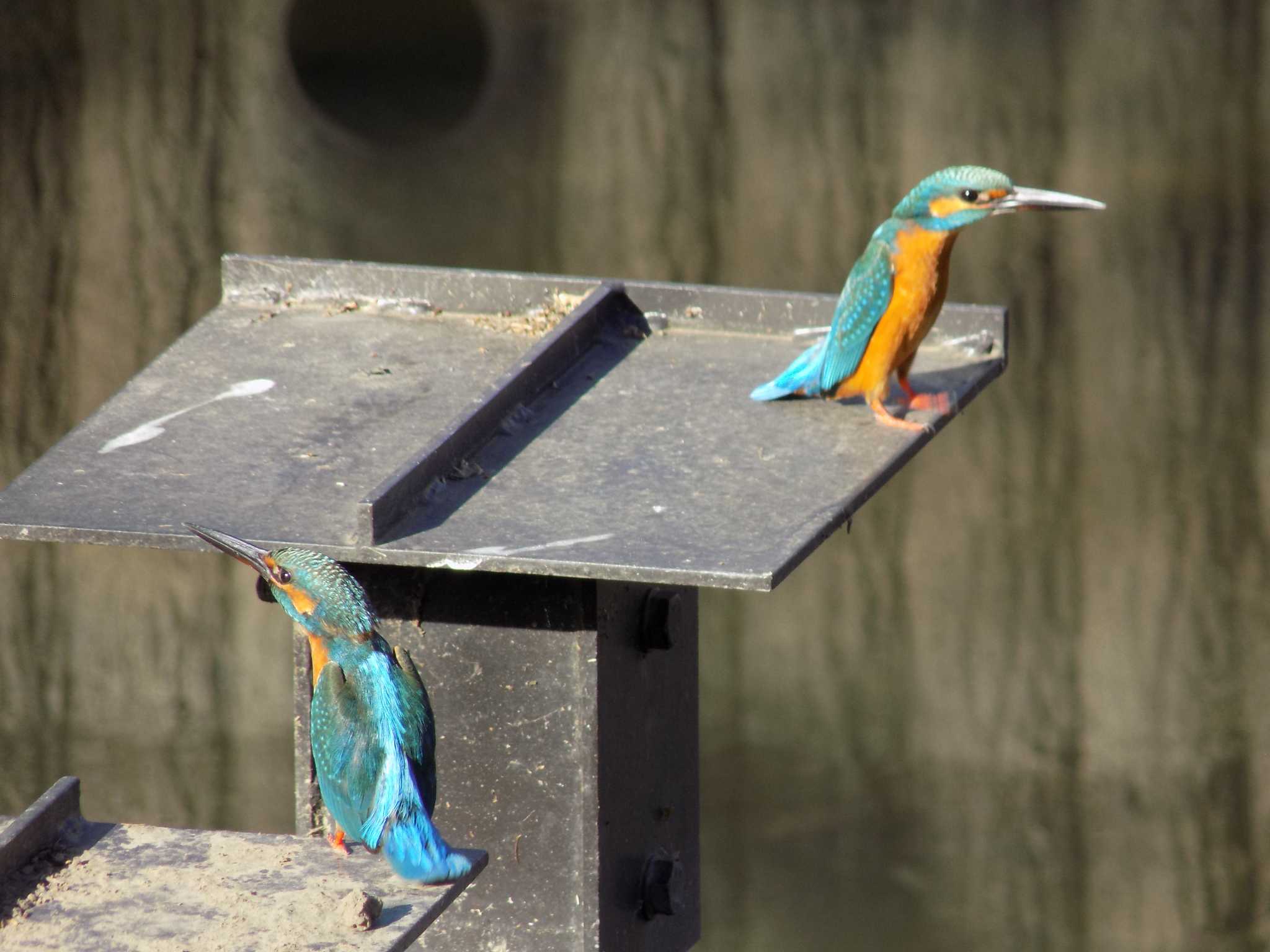 Photo of Common Kingfisher at 埼玉県鴻巣市吹上　元荒川 by 近所で鳥見