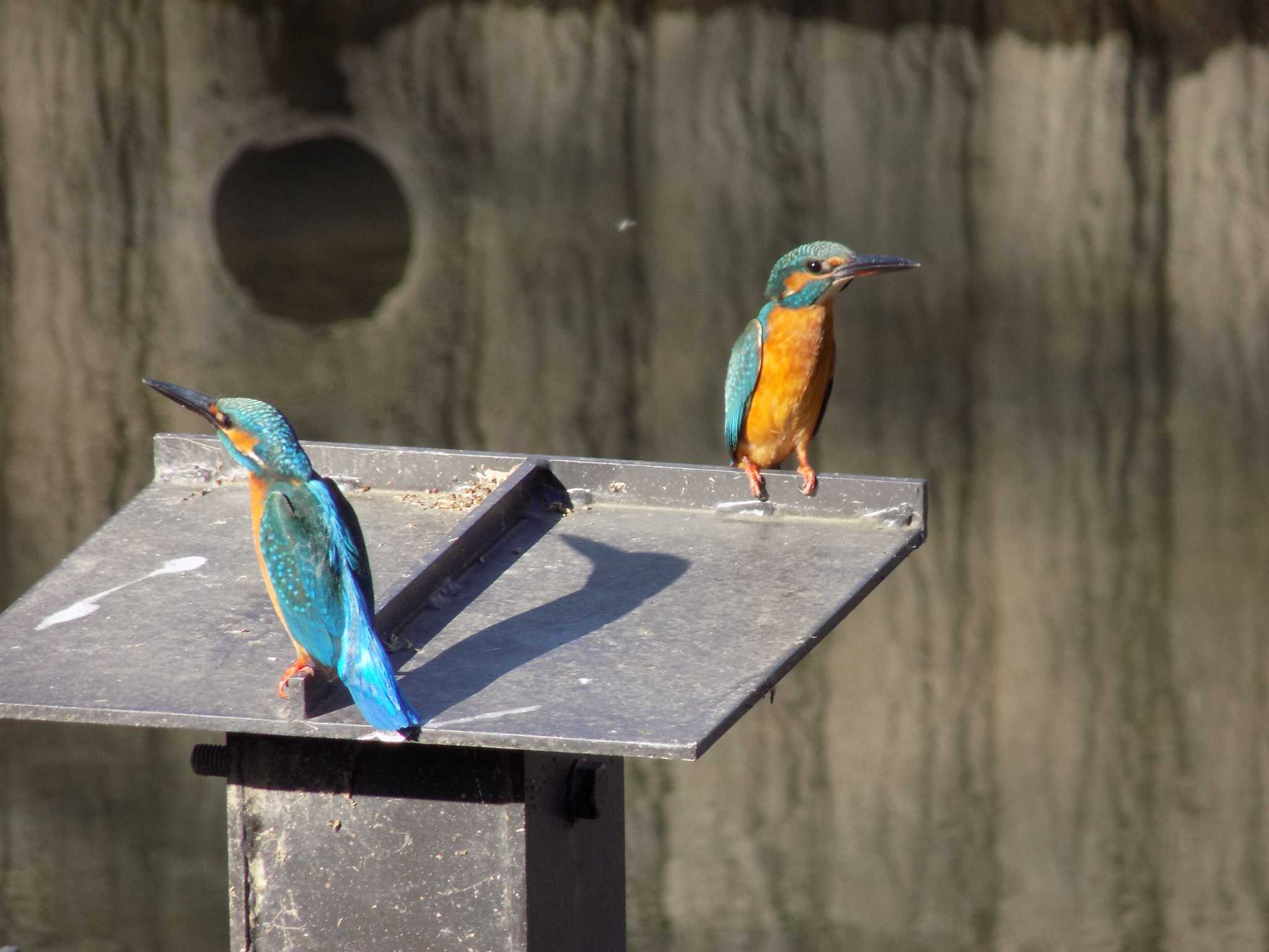 Photo of Common Kingfisher at 埼玉県鴻巣市吹上　元荒川 by 近所で鳥見