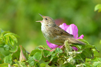 Lanceolated Warbler