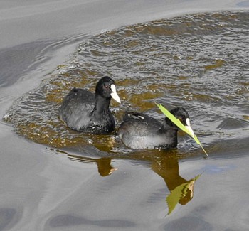 Eurasian Coot Kasai Rinkai Park Fri, 12/1/2023