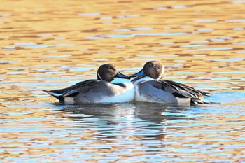 オナガガモ ふなばし三番瀬海浜公園 2023年12月9日(土)