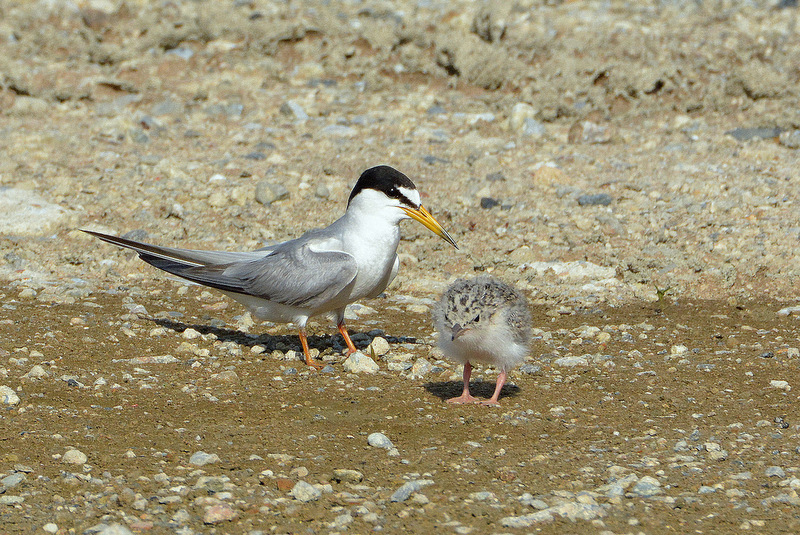 Little Tern