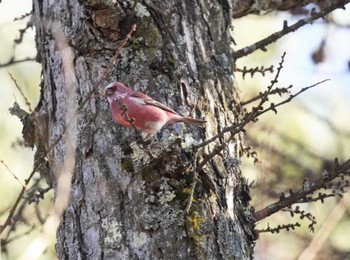 2023年12月9日(土) 岡谷林道の野鳥観察記録