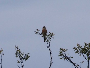 Bull-headed Shrike Terugasaki Beach Sun, 10/8/2023