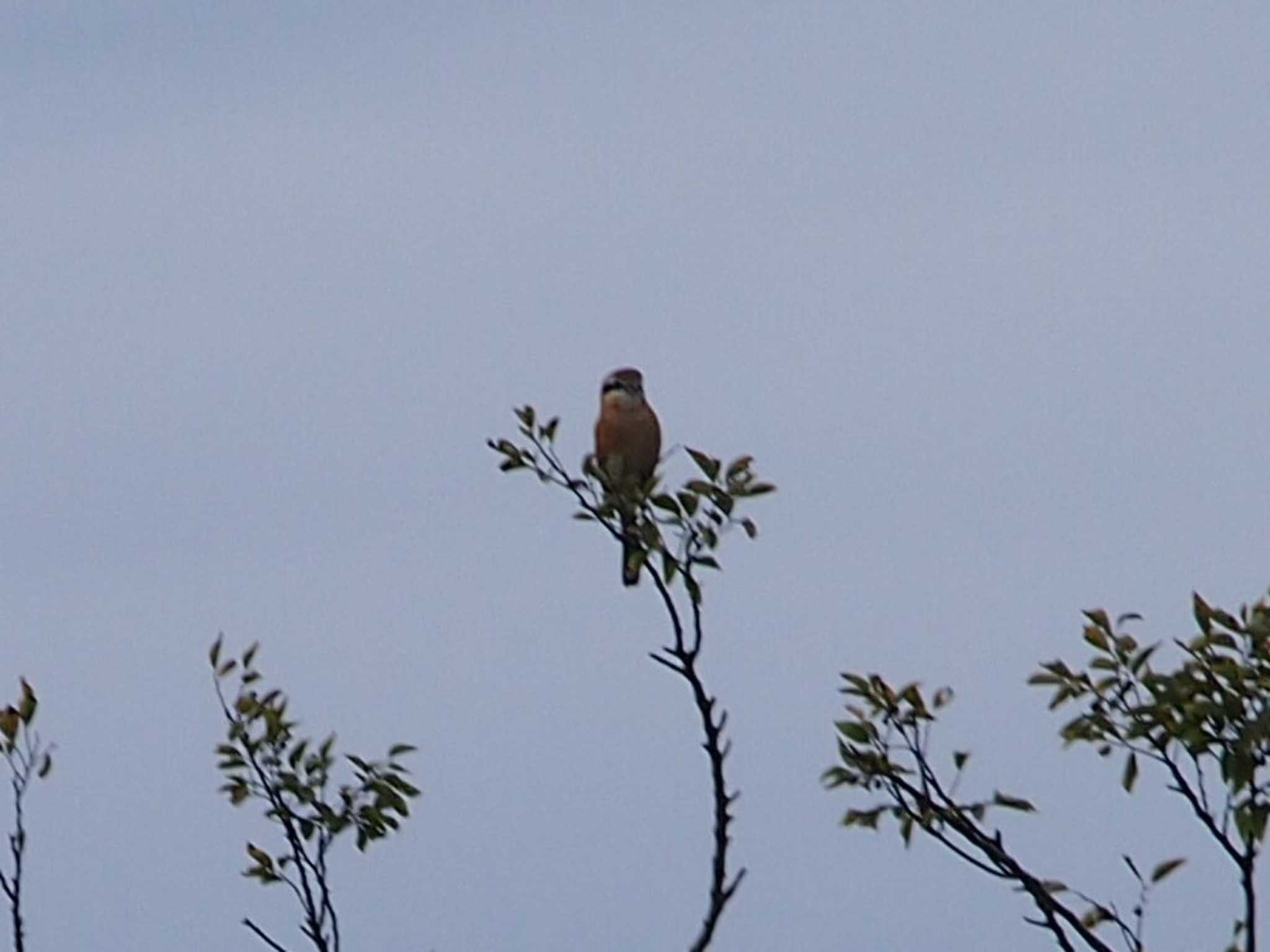 Bull-headed Shrike