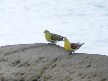 White-bellied Green Pigeon Terugasaki Beach Sun, 10/8/2023