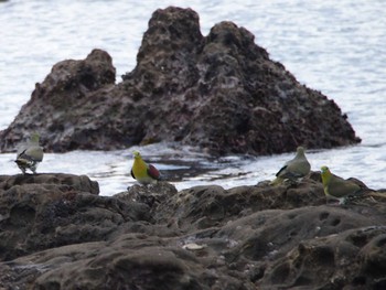 White-bellied Green Pigeon Terugasaki Beach Sun, 10/8/2023