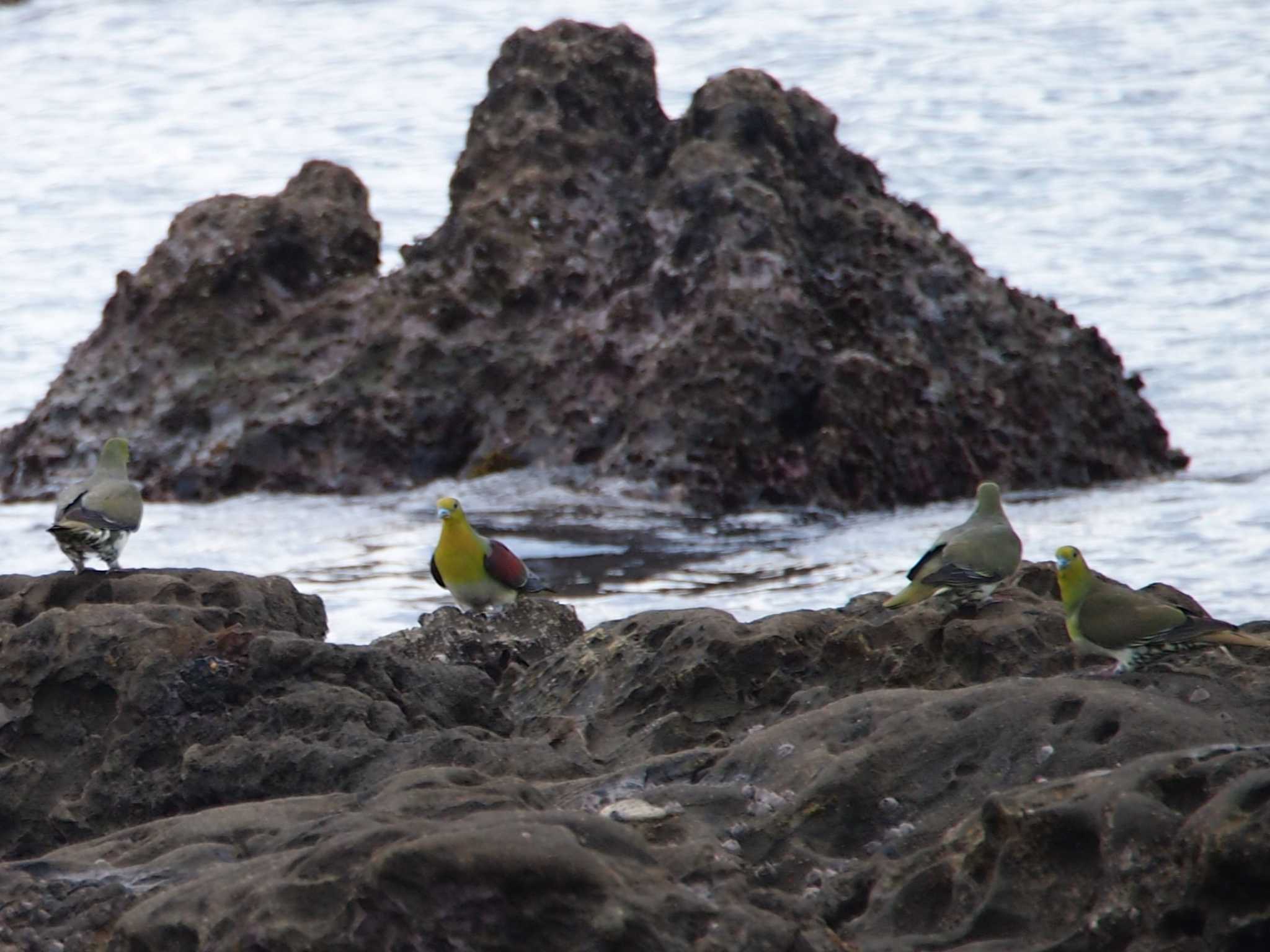 Photo of White-bellied Green Pigeon at Terugasaki Beach by 塩昆布長