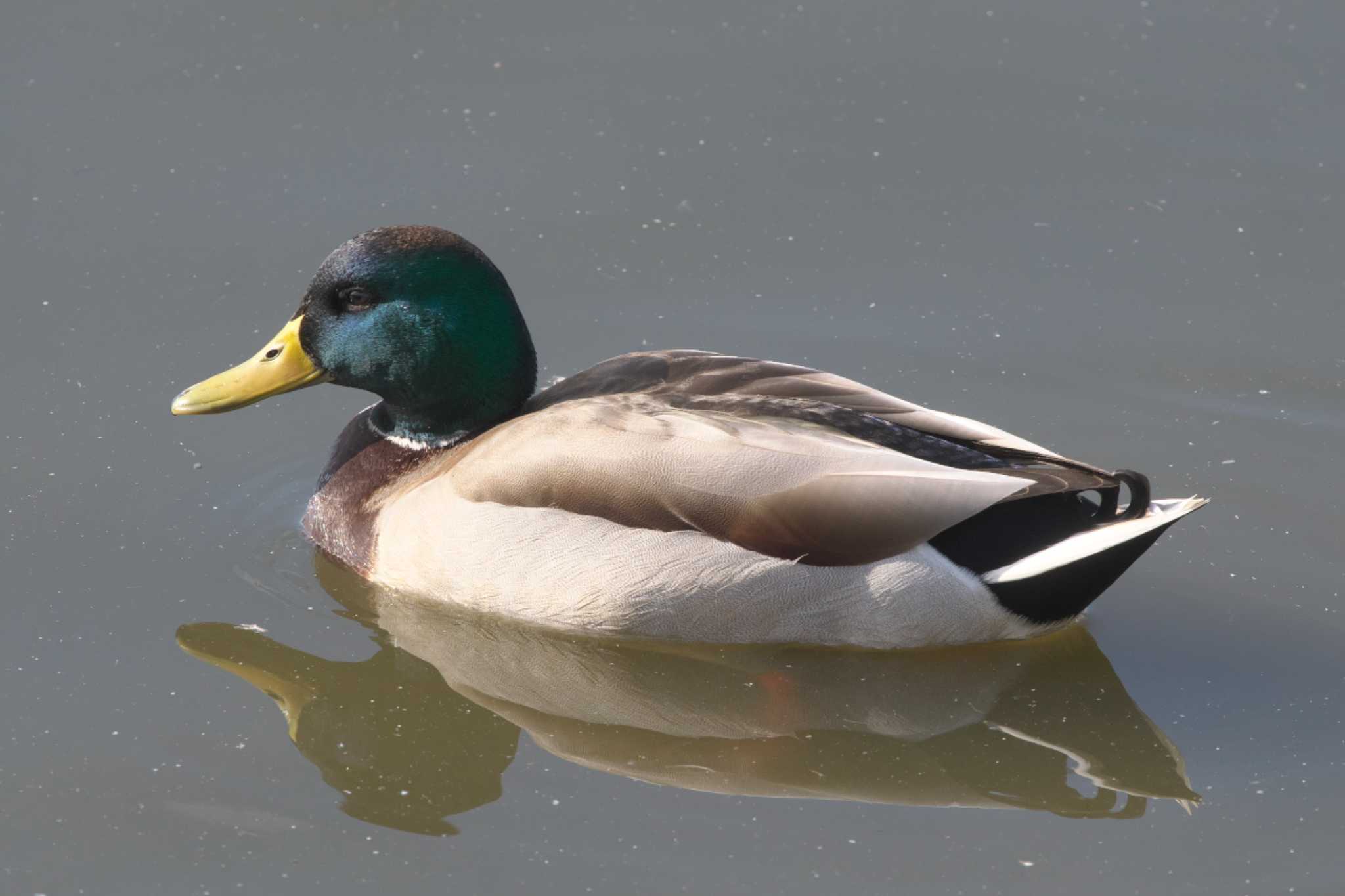 大沼(宮城県仙台市) マガモの写真 by Y. Watanabe