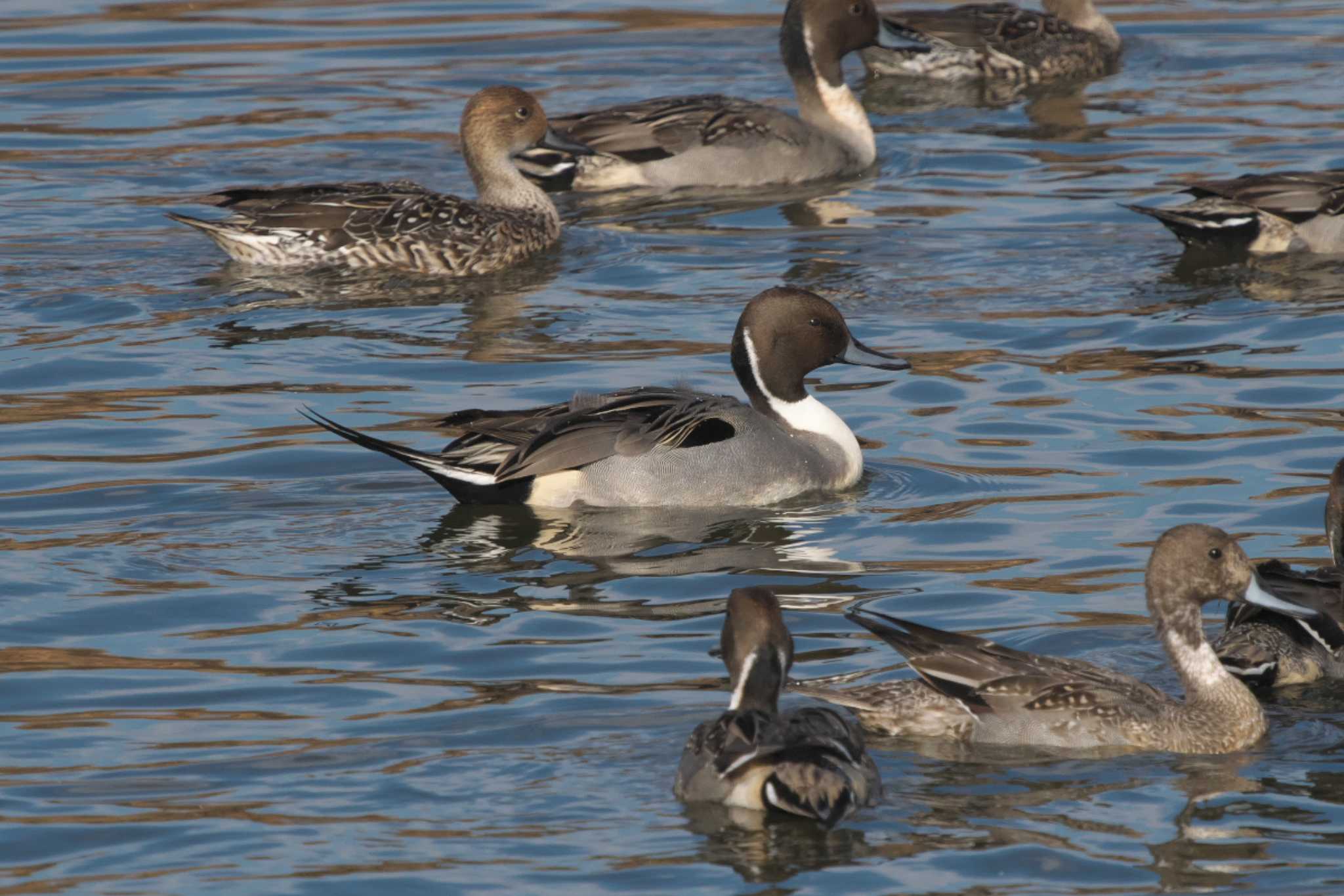 Northern Pintail